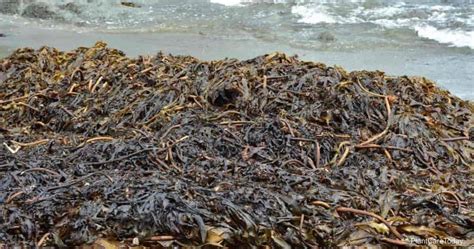 Seaweed Fertilizer: When To Use Seaweed Extract In Your Garden