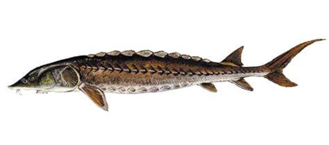 Scdnr Fish Species Shortnose Sturgeon