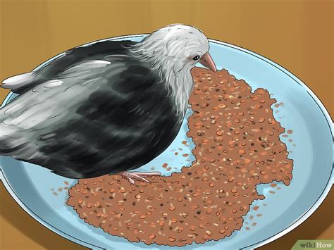 3 Formas De Cuidar A Un Pichón De Paloma Wikihow