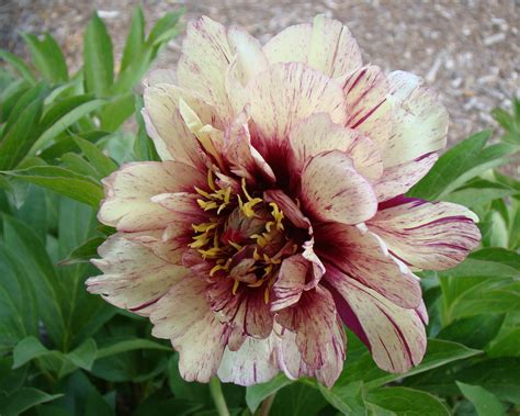 Paeonia 'All that Jazz' bare roots — Buy Itoh peonies online at Farmer ...