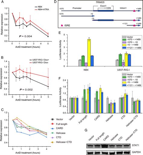 Enhanced Rna Stability And Transcriptional Activation Of Trim25