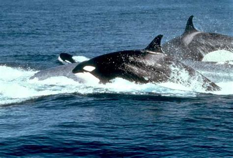 All About Killer Whales Scientific Classification United Parks