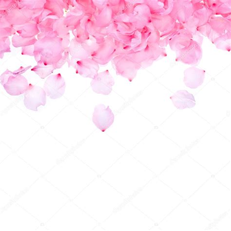 Pink rose petals on white background — Stock Photo © vanazi #27367383