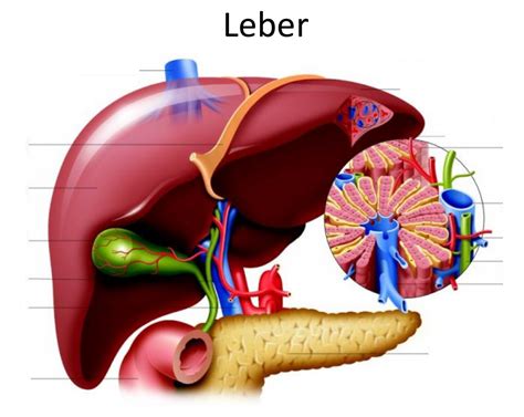 Leber Diagram Quizlet