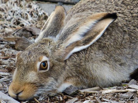 Jackrabbit : r/wildlifephotography