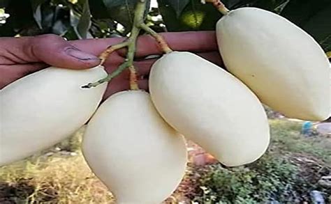 Pyanabi Nursery Thailand White Mango Plant All Time Mango Grafted