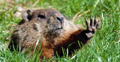 Groundhog Poop: Everything You've Ever Wanted to Know - A-Z Animals