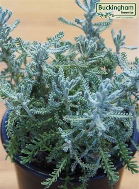 Cotton Lavender, Santolina chamaecyparissus (Herbs) > Herbs ...
