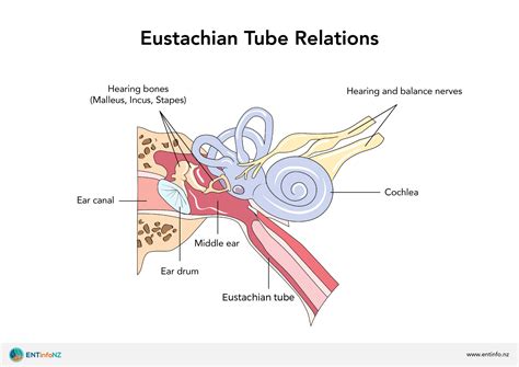 Structure And Function Of The Ear ENT Info