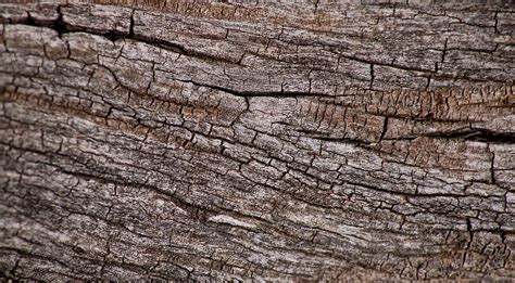 Fotos gratis árbol naturaleza bosque rock rama planta madera