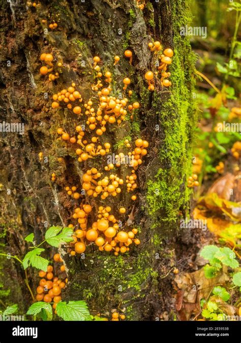 Magic Mushroom Psilocybe Azurescens Is A Species Of Psychedelic