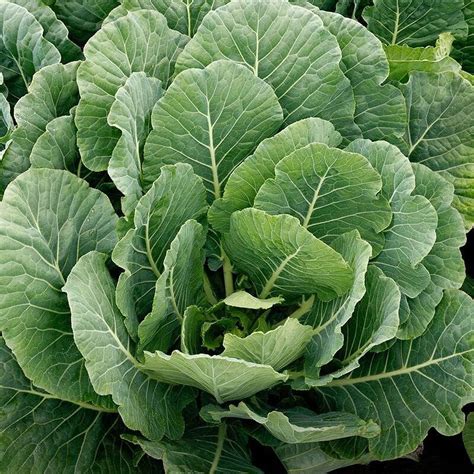 Tomorrowseeds Vates Collard Greens Seeds 500 Count Packet Non Gmo Usa Garden Southern