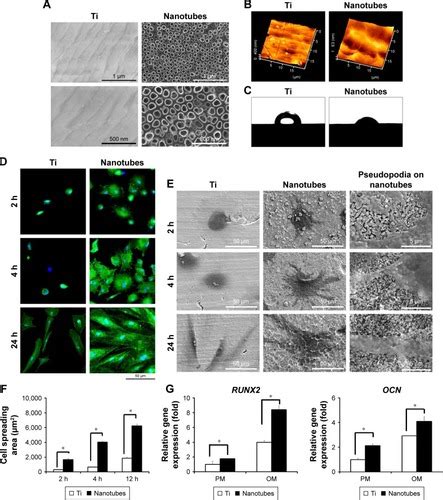 Full Article The Epigenetic Mechanisms Of Nanotopography Guided