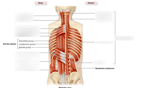 Muscles Of The Vertebral Column Diagram Quizlet