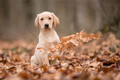 Hundefotografie 11 Tipps und Ideen für tolle Hundefotos fotoMAGAZIN