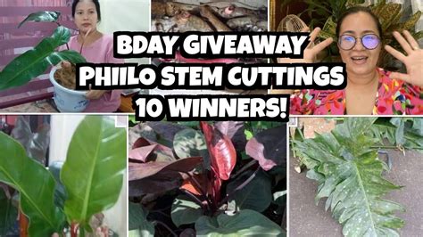 Philodendron Cuttings Giveaway 10 Winners 5 Plants Each Youtube