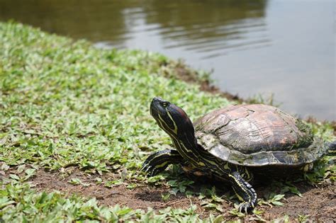 Cuidado De Tortugas De Orejas Rojas Cuidados Para Tu Mascota