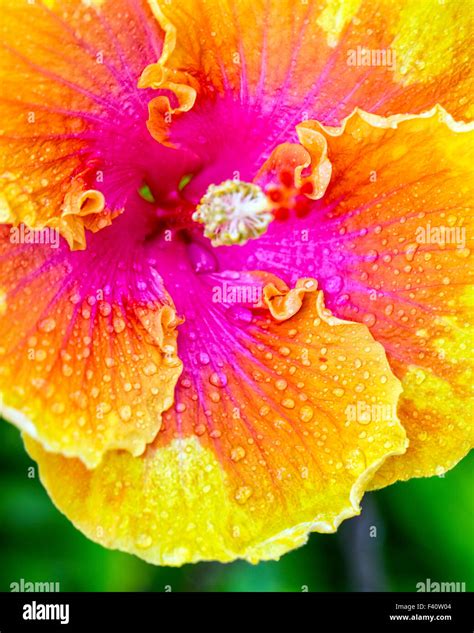 Raindrops Chinese Hibiscus Hula Girl Hibiscus Rosa Kalapaki Bay