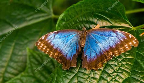 Hermoso Primer Plano De Una Mariposa Morfo Azul Peleides Con Alas