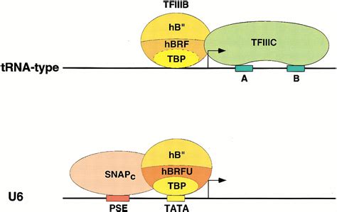 Different Human Tfiiib Activities Direct Rna Polymerase Iii