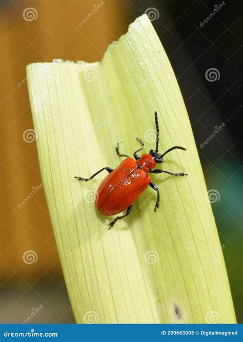 Red Garden Pest Beetle Lilioceris Lilii Red Lily Beetle Stock Image Image Of Pest Nature