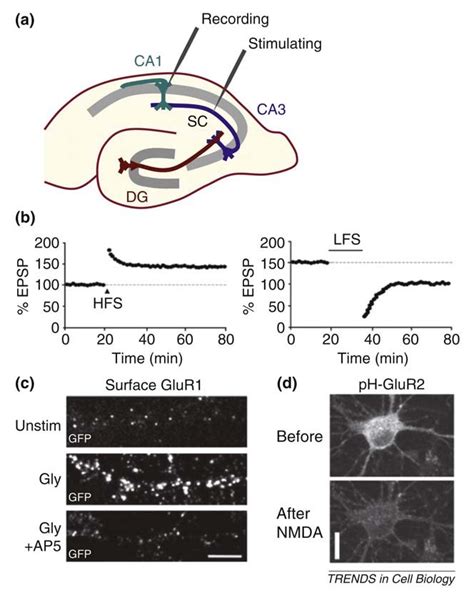 A Schematic Of The Hippocampus Showing The Dentate Gyrus Dg Ca