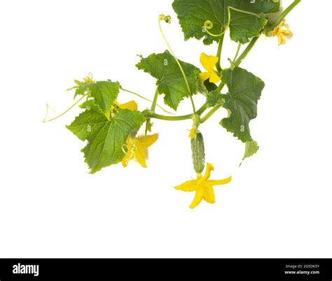 Planta De Pepino Pepino Con Hojas Y Flores Aisladas Sobre Fondo Blanco