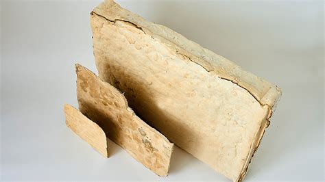 New Study Shows Advantages of Mycelium for Sustainable Materials - Despatch