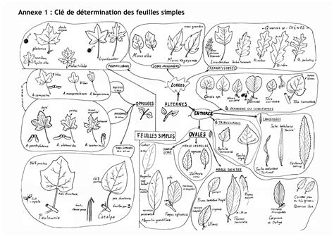 Pdf Annexe Cl De D Termination Des Feuilles Simples Dokumen Tips