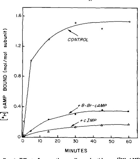 Figure 1 From Two Different Intrachain Camp Binding Sites Of Camp Dependent Protein Kinases