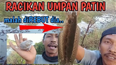 Umpan Racikan Buat Patin Sidaging Manispun Suka