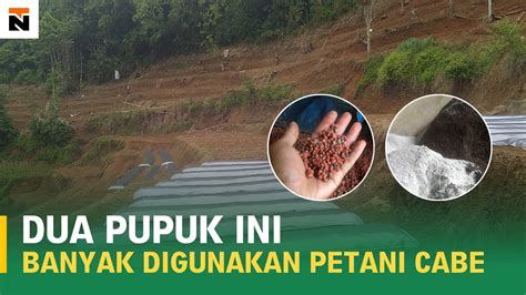 Penaburan Pupuk Dasar Dan Pemasangan Plastik Mulsa Untuk Tanaman Cabe