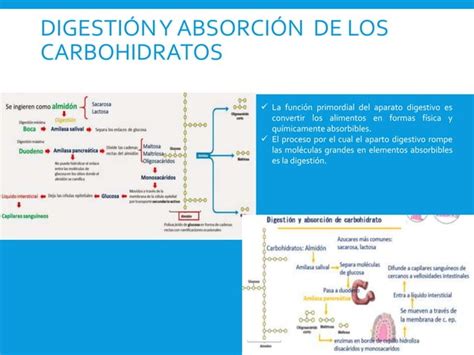 Absorci N Nutrientes Ppt