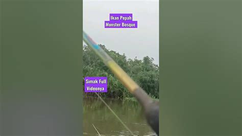 Strike Ikan Pepah Monster Bosque Mancing Liar Way Terusan Lampung