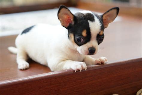 Black And White Teacup Chihuahua Puppies