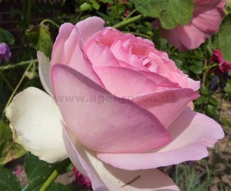 Eden Rose 85 ® Kaufen Strauchrose Agel Rosen