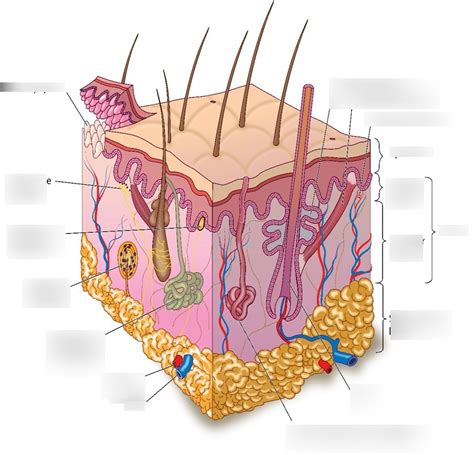 Dermis Diagram | Quizlet