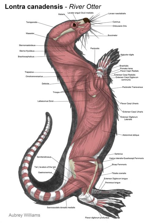 Lontra Canadensis River Otter Muscular System Anatomy Study Anatomy