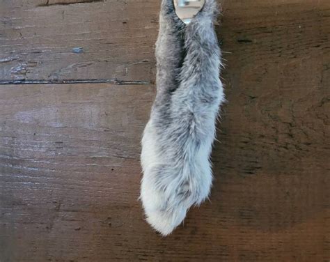 Lucky Rabbits Foot Real Etsy