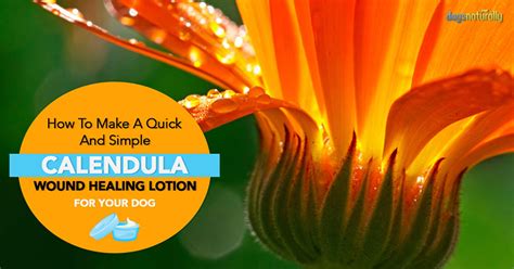 Does Your Dog Have A Wound Consider This Calendula Lotion Recipe