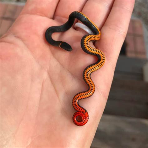 1010ll Cute Reptiles Pet Snake Baby Snakes