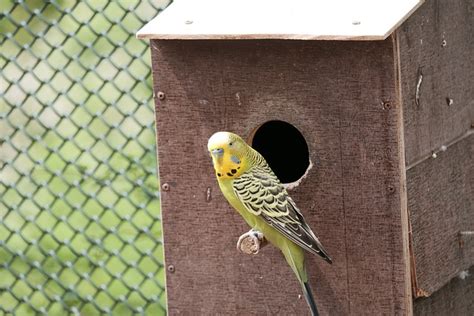 Budgie Parakeet Birds Small - Free photo on Pixabay