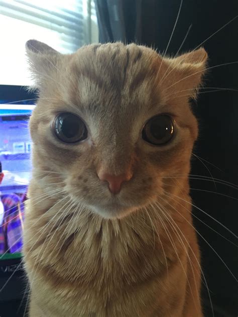 cat  blank template imgflip