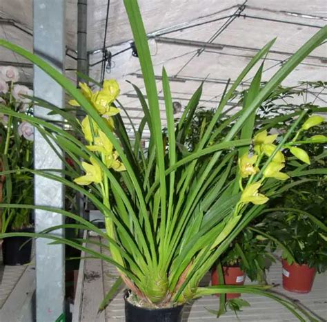 Cuidados O Cymbidium Cimbidium Ou Orqu Dea De Barco Noticias De