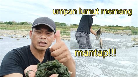 Mancing Ikan Nila Hanya Dengan Umpan Lumut Hasilnya Luar Biasa Bakle