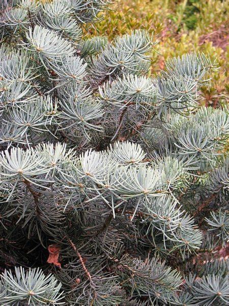 Compact White Fir Abies Concolor Compacta Growing Guides