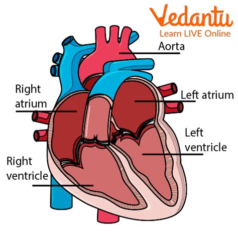 Heart Block: Types, Causes, Symptoms, And Risk Factors, 56% OFF