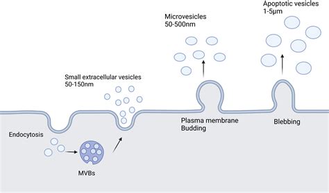 Frontiers Small Extracellular Vesicles A Novel Drug Delivery System