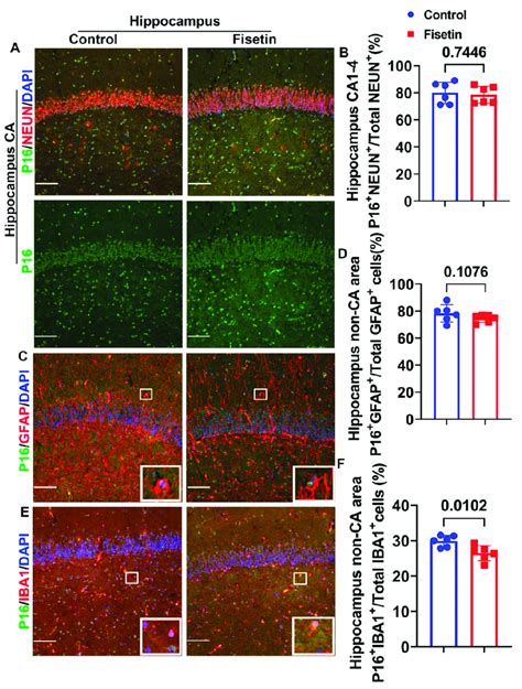 Effects Of Fisetin Treatment On The Cellular Senescence Of Different