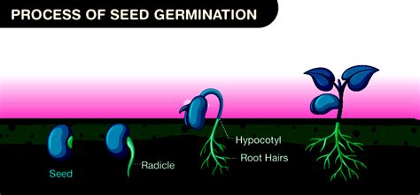 Understanding Seed Germination - Process, Conditions, and Factors